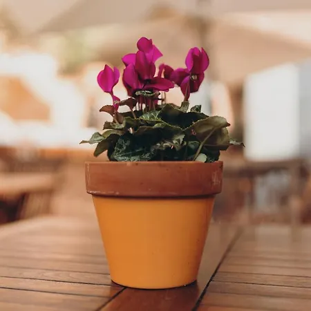 Hotel Serrete Sineu (Mallorca)